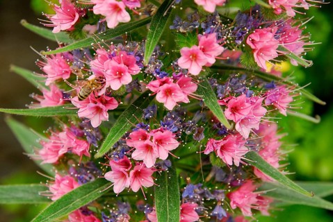 Viper's Bugloss (Echium webbii)
