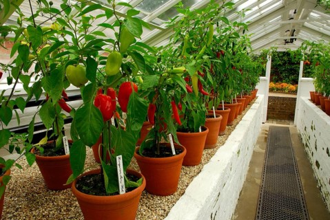 Chilli peppers in greenhouse, chillies, chillies, chillies, chillies, chillies, West Dean Garden,