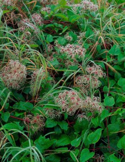 Fruitful common clematis (Clematis vitalba) (Klematis)