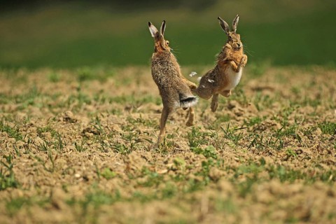 European hare (Lepus europaeus) Mating season, so-called gathering time, males quarrelling with