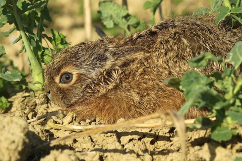 European hare (Lepus europaeus) few days old young squeezing in field, Lower Austria, Austria,