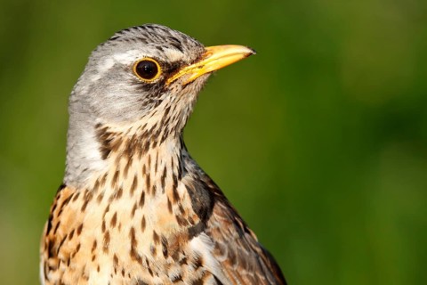 Fieldfare (Turdus pilaris), half portrait, Peene Valley River Landscape nature park Park,