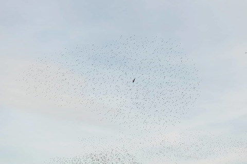 Common (Sturnus vulgaris) starlings fly together, in perfect symbiosis to protect themselves from