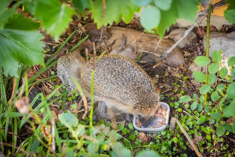 Hedgehog mother with young in the living environment of humans. A near-natural garden is a good