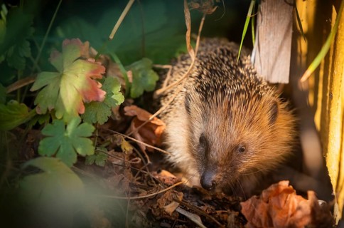 Hedgehog mother with young in the living environment of humans. A near-natural garden is a good
