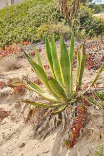 Century plant (Agave americana variegata) growing on a beach near Tarragona, Catalonia, Spain,