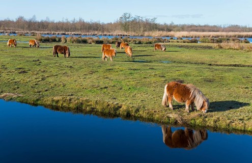 Horse, Horses (Equus), Ponies, Shetland Pony reflected in water, Earnewald, Eernewoude, Friesland,