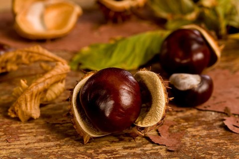 chestnuts