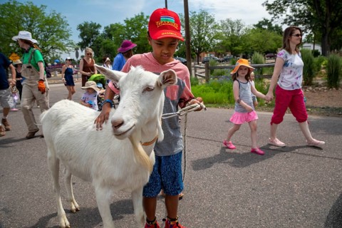Wheat Ridge, Colorado, Accompanied by admiring children and adults, goats from 5 Fridges Farm