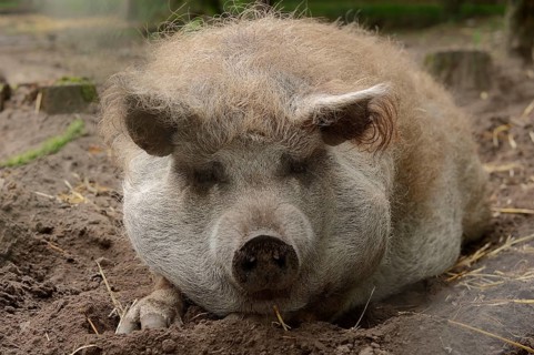 Woolly pig (Sus scrofa domesticus), Lower Saxony, Germany, Europe