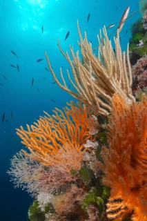 Yellow gorgonian (Eunicella cavolinii) with open polyps, and white gorgonian (Eunicella singularis)