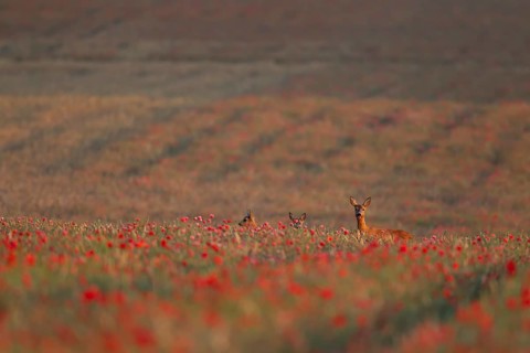 Roe deer (Capreolus capreolus) adult female doe with two young fawns in a farmland wheat field with