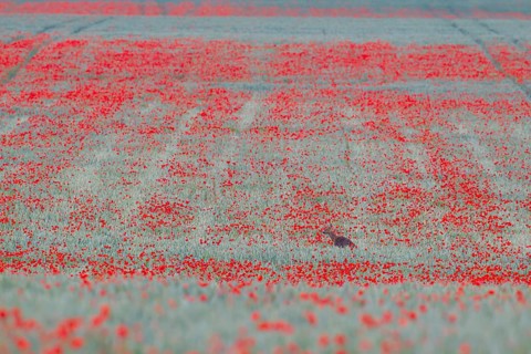 Roe deer (Capreolus capreolus) adult female doe in a farmland wheat field with flowering poppy