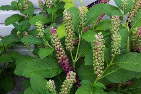 Pokeweed (Phytolacca americana) with fruit starting to ripen in summer, Quebec, Canada, North