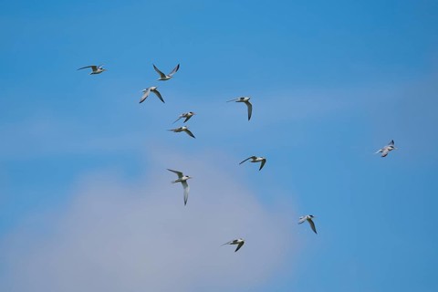 Little terns (Sternula albifrons) flying in the sky, Camargue, France, Europe