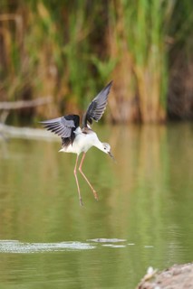 Black-winged stilt (Himantopus himantopus) landing at the waters edge, Glossy ibis (Plegadis