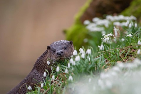 European otter (Lutra lutra) adult animal on a river bank with flowering Snowdops, Norfolk,