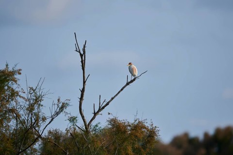 Cattle egret (Bubulcus ibis) standing on a dead tree, Camargue, France, Europe