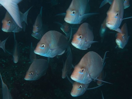 Shoal, group of Slinger sea bream (Chrysoblephus puniceus), Sodwana Bay National Park dive site,