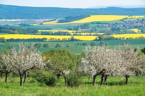 Orchard meadow, apple trees (Malus domestica), cultivated apple, flowering, UNESCO Biosphere