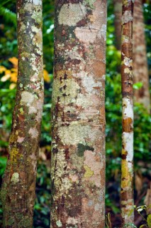 Structure, pattern, deposits, patina, art, nature, nature art on tropical tree, rainforest,