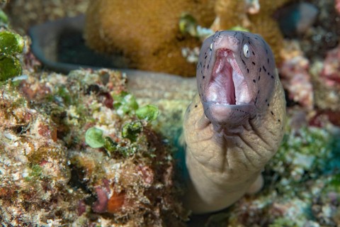 Close-up of small moray eel species geometric moray (Gymnothorax griseus) White moray eel looks