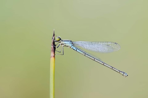 Small red-eyed damselfly (Erythromma viridulum), female, North Rhine-Westphalia, Germany, Europe