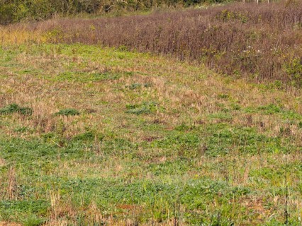 Habitat Fallow land with faded flowering area as cover. Typical habitat for the gray partridge
