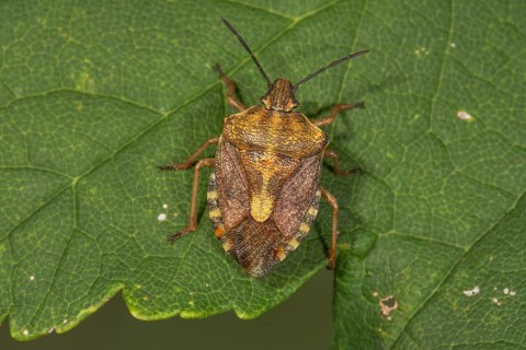 Purple fruit bug (Carpocoris purpureipennis) on a leaf, Baden-Württemberg, Germany, Europe