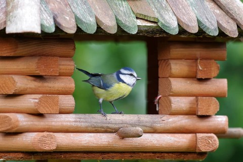 Blue tit (Cyanistes caeruleus), tits, songbird, bird house, garden, colourful, close-up of a blue