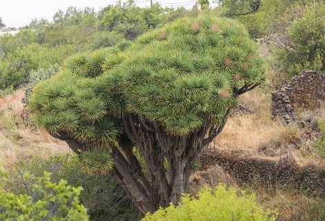 Canary islands dragon tree (Dracaena draco), near Las Tricias, La Palma Island, Spain, Europe