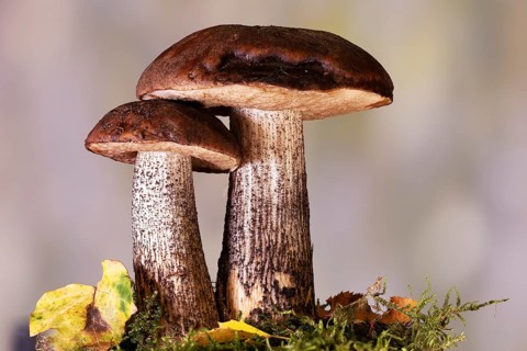 Birch bolete (Leccinum scabrum) grows at the edge of forests, mainly under birch trees, North