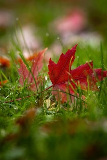 Red maple leaf in the grass in autumn, Bad Wildbad, Black Forest, Germany, Europe