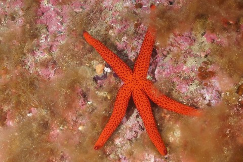 Orange starfish (Hacelia attenuata), dive site marine reserve Cap de Creus, Rosas, Costa Brava,