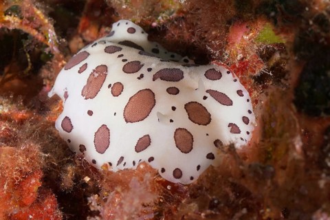 Leopard snail (Discodoris atromaculata), dive site marine reserve Cap de Creus, Rosas, Costa Brava,