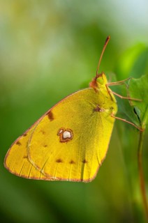 Clouded Yellow butterfly (Colias crocea) resting in the grass. Bas-Rhin, Collectivite europeenne