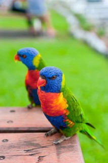 Rainbow Lorikeet (Trichoglossus moluccanus), Rainbow Lorikeet parrot, bird, tropical, fauna,