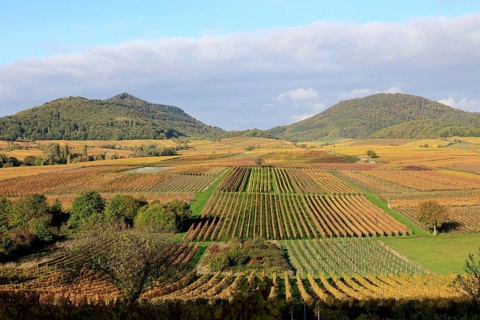 Vineyards in autumnal colours 2022 near Landau in der Pfalz, Southern Wine Route, Palatinate