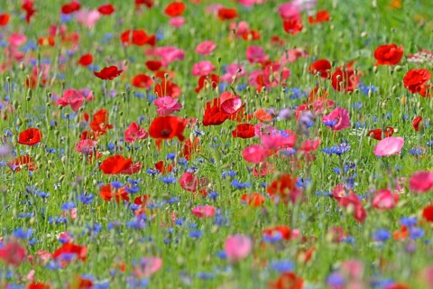 Flowering strip, flowering area with poppy flowers (Papaver rhoeas) and cornflowers (Centaurea