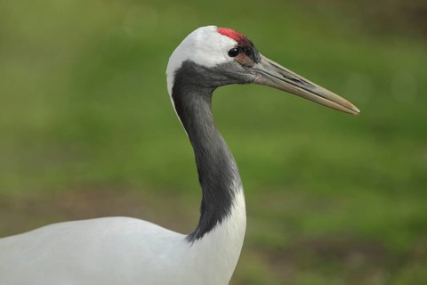 Red-crowned crane (Grus japonensis), portrait, head, cranes (Gruidae), crane, crane birds,