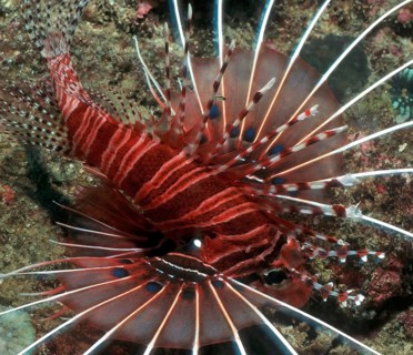 Close-up lionfish (Pterois cincta) spreads pectoral fins and spines, Pacific Ocean, Philippine Sea,