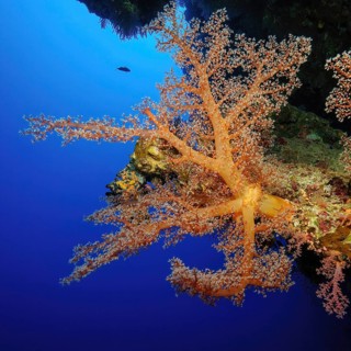 Soft coral (Dendronephthya) on steep wall of coral reef, Gulf of Aqaba, Red Sea, Sinai, Egypt,