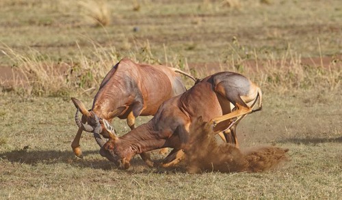 Fight between two Topi lei antelope bulls, Maasai Mara Game Reserve, Kenya, Africa