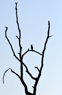 Great cormorant (Phalacrocorax carbo), resting in a dead tree, mining subsidence area, Bottrop,