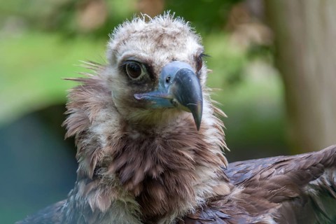 Cinereous vulture (Aegypius monachus) or cowbird vulture, Germany, Europe