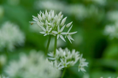 Ramsons (Allium ursinum), Southern Palatinate, Rhineland-Palatinate, Germany, Europe