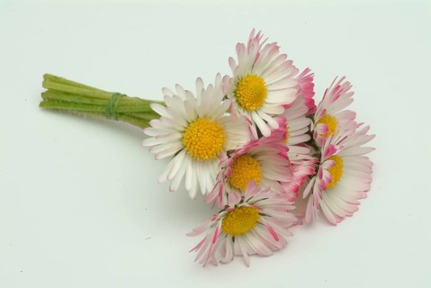 Common daisy, medicinal plant, daisy flowers (Bellis perennis) are used in folk medicine as a
