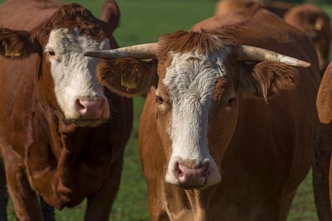 Buntscheck cows on pasture, Franconia, Bavaria, Germany, Europe