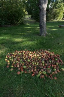 Fallen fruit on the lawn, Lower Saxony, Germany, Europe