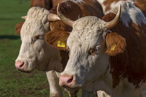 Buntscheck cattle on the pasture, Franconia, Bavaria, Germany, Europe